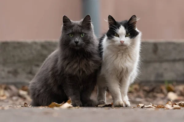 two cats siting on the street . grey cat . black and white cat