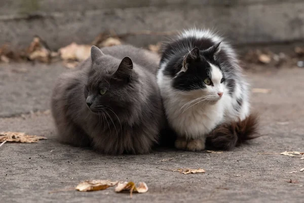 Deux chats assis dans la rue. chat gris. chat noir et blanc — Photo