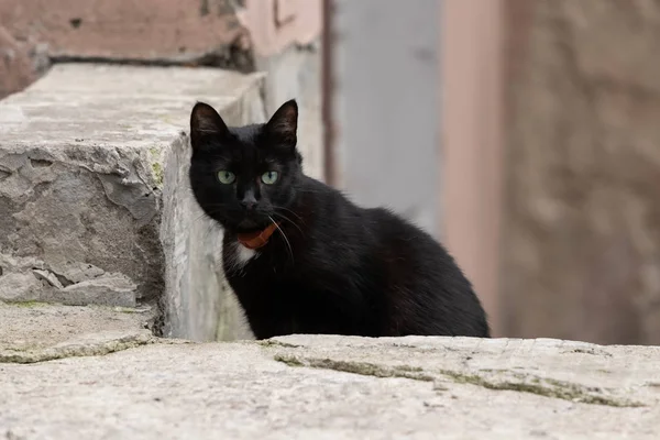 Chat noir marchant dans la rue — Photo