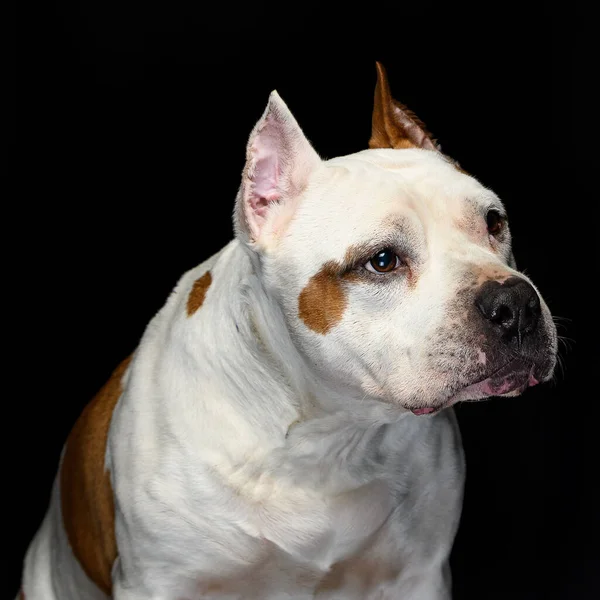Amerikai Staffordshire Terrier Egy Sötét Stúdióban — Stock Fotó