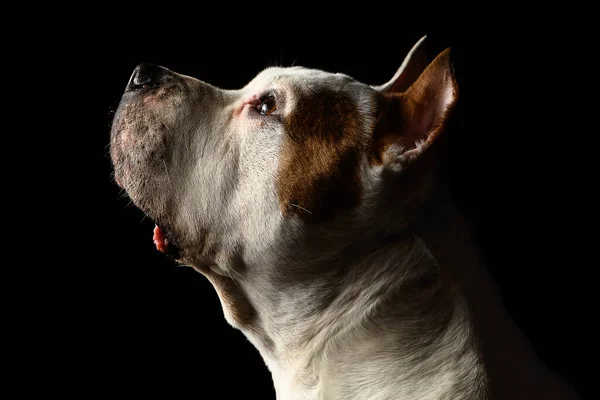 Amerikai Staffordshire Terrier Egy Sötét Stúdióban — Stock Fotó
