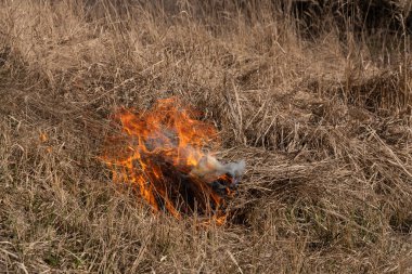Kuru otları ve sazlıkları yakıyor. Kuru otların çayırlarını ve hendeklerini temizliyorum. yanmaya başla