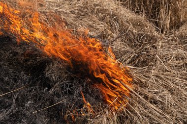 Kuru otları ve sazlıkları yakıyor. Kuru otların çayırlarını ve hendeklerini temizliyorum..