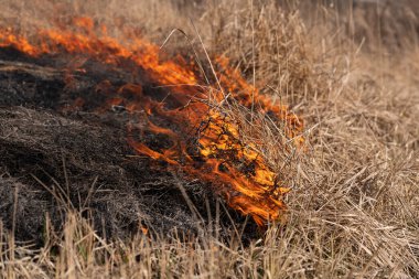 Kuru otları ve sazlıkları yakıyor. Kuru otların çayırlarını ve hendeklerini temizliyorum..