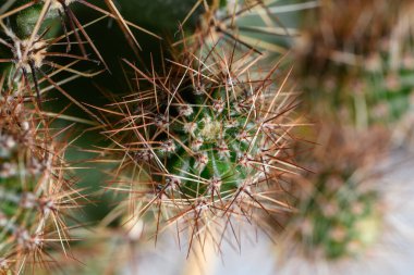 Dikenli kaktüs bitkisine yakın.