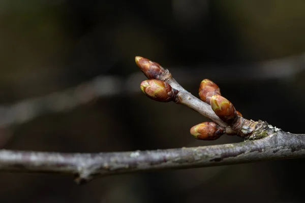 Mirabelle Prunes Arbres Fruitiers Bourgeons Printemps — Photo