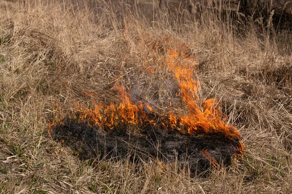 燃烧干草和芦苇 清理干草丛林中的田地和沟渠 开始燃烧 — 图库照片