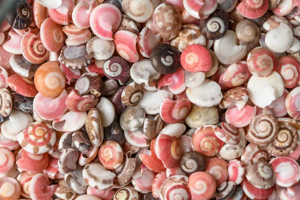Beautiful Background Texture Nature Sea Shell Pattern Rose Color — Stock Photo, Image