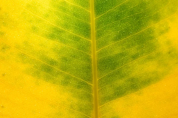 Hoja Ficus Amarillo Verde Textura —  Fotos de Stock