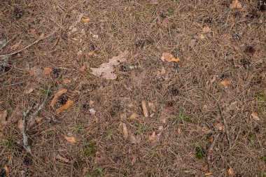 Kurumuş çam iğneleri ormanda yerde yatıyor.