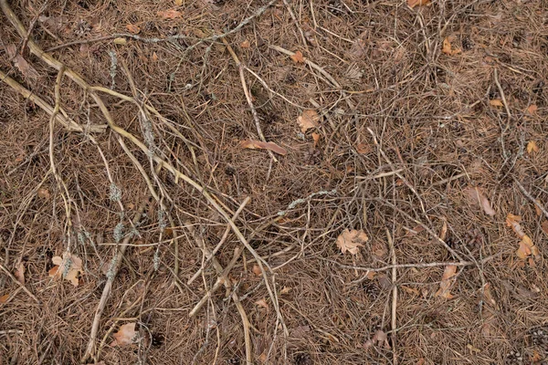 Αποξηραμένες Πευκοβελόνες Και Κλαδιά Ξαπλωμένα Στο Έδαφος Του Δάσους Υφή — Φωτογραφία Αρχείου