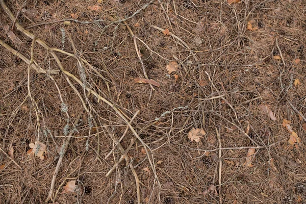 Aghi Pino Essiccati Rami Sdraiati Terra Nella Foresta Consistenza — Foto Stock