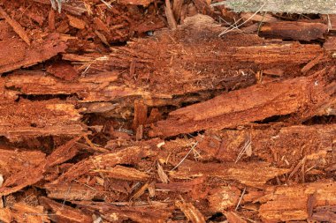 Çürümüş eski bir ağacın dokusu