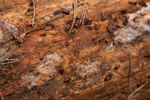 European spruce bark beetles (Ips typographus) on a tree trunk without bark