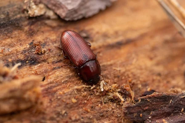 Escarabajos Europeos Corteza Abeto Ips Typographus Tronco Árbol Sin Corteza —  Fotos de Stock