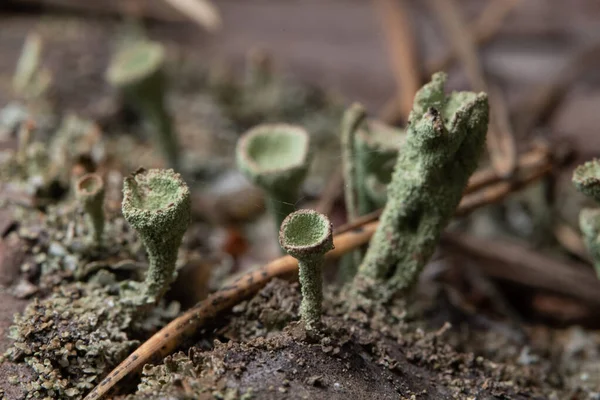 Terompet Pixie Lichen Cladonia Fimbriata — Stok Foto