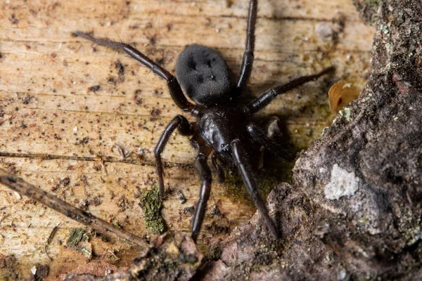 Close Macro Afbeelding Van Grondspin Boomschors — Stockfoto