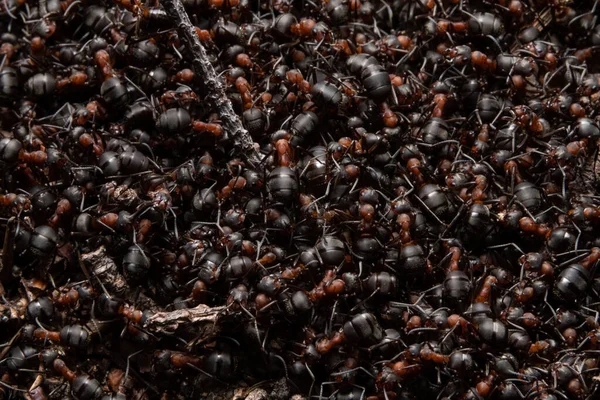 Rote Waldameisen Aus Nächster Nähe Hintergrund Der Roten Ameisenkolonie — Stockfoto