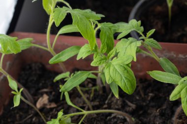 Pencere kenarındaki tencerede domates fideleri