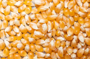 Kuru mısır tohumları patlamış mısırlar.