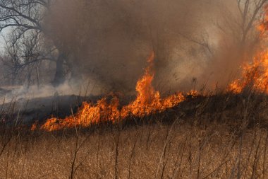 Tarladaki kuru otlar güçlü bir rüzgarla şişerek yanıyor.