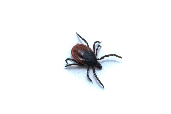 Tick Parasitaire Arachnid Bloed Zuigende Drager Van Verschillende Ziekten — Stockfoto