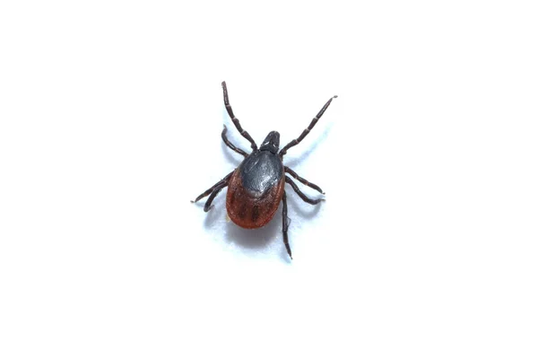 Tick Parasitaire Arachnid Bloed Zuigende Drager Van Verschillende Ziekten — Stockfoto