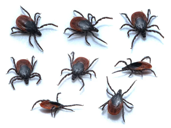 Zecke Parasitärer Spinnentier Blutsauger Verschiedener Krankheiten — Stockfoto