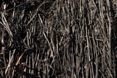 Yanmış çimenlerin külleri. Yangın çıktıktan sonra tarlaya kül ekin..