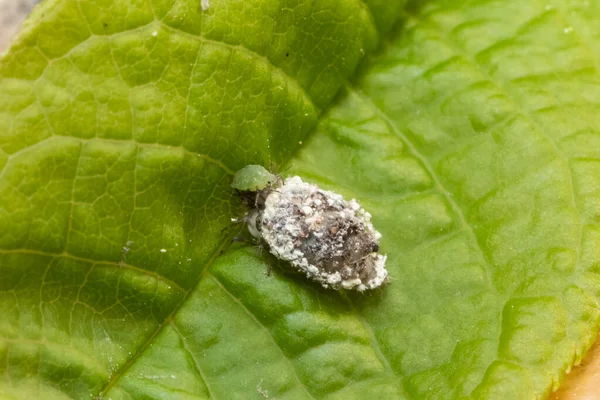 Chrysopidae Larva Camouflage Green Aphid — Stock Photo, Image
