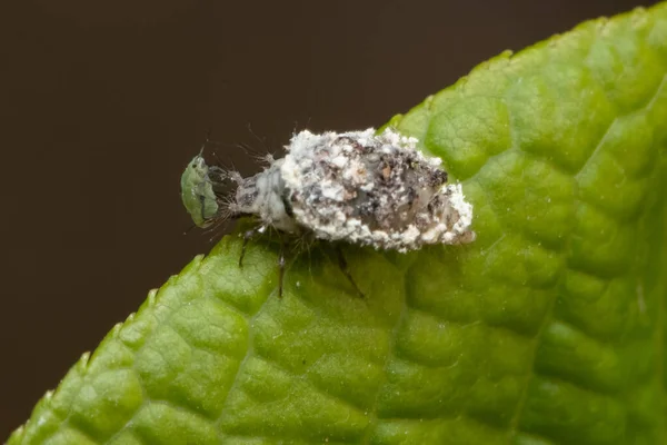 果蝇幼虫 带有绿色蚜虫的伪装 — 图库照片