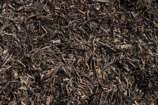 Прах Спаленої Трави Рослина Полі Після Пожежі Згоріла — стокове фото