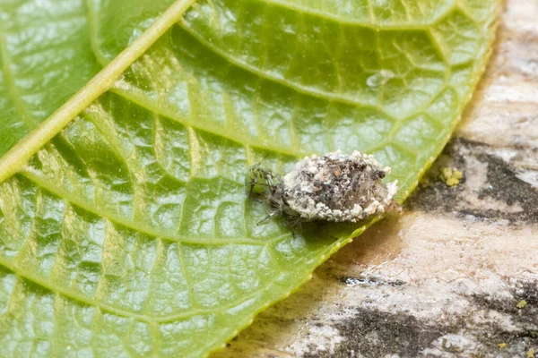 Chrysopidae Larva Camouflage Green Aphid — Stock Photo, Image