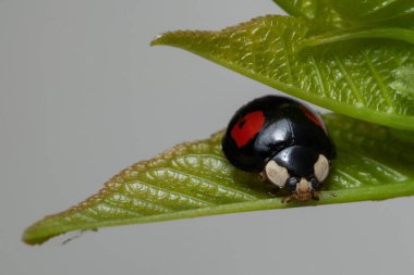 Yetişkin Harmonia axyridis, palyaço, Asyalı, yapraklı Asyalı uğurböceği.