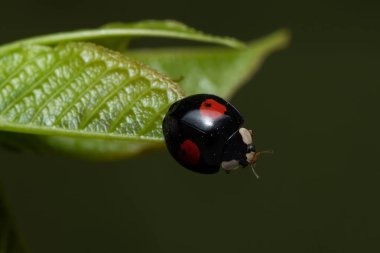 Yetişkin Harmonia axyridis, palyaço, Asyalı, yapraklı Asyalı uğurböceği.