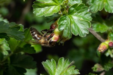 Bektaşi üzümü çiçeğinin üzerinde bir arı
