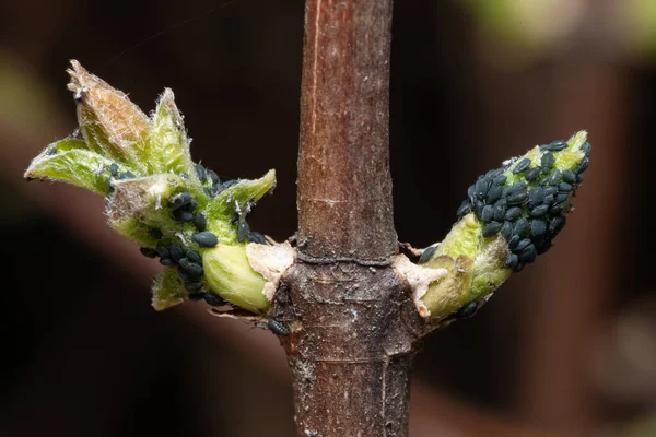 Puceron Noir Sur Les Bourgeons Verts Jasmin Bush — Photo