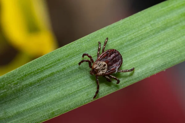 Kene (Ixodes ricinus) yeşil çimlerin üzerinde oturur, bu tür bir hayvan tehlikeli bir parazittir ve enfeksiyon taşır.