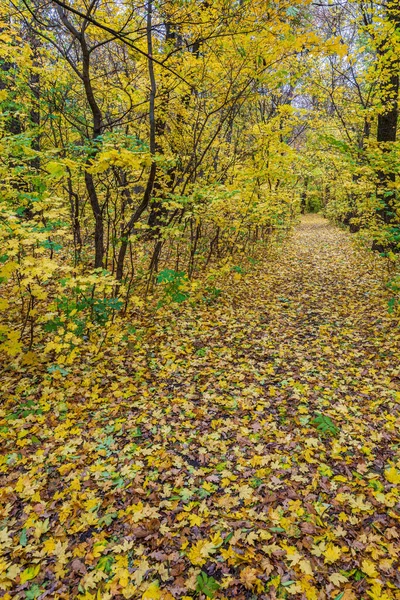 Otoño Dorado Paisaje Otoñal — Foto de Stock