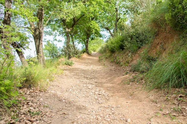 Caminho rural em dia ensolarado — Fotografia de Stock