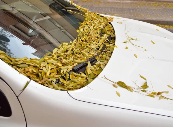 Autumn leaves on car — Stock Photo, Image