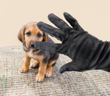 Köpekler çalmakla detay