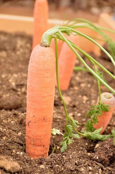 Closeup Carrots Planted Orchard — Stock Photo, Image