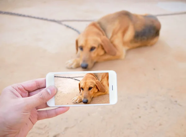 Prendre des photos de chien enchaîné triste — Photo