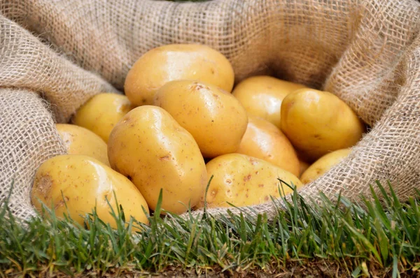 Λεπτομέρεια της πατάτας σάκο — Φωτογραφία Αρχείου