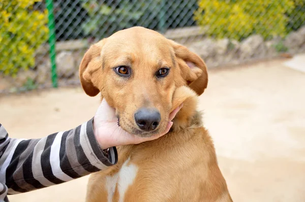 El perro un gran compañero — Foto de Stock