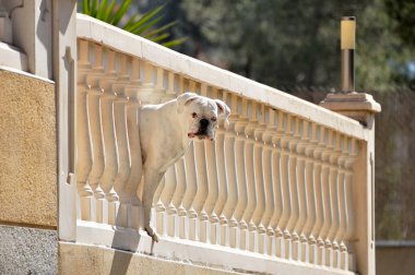boxer dog peering from the balcony clipart