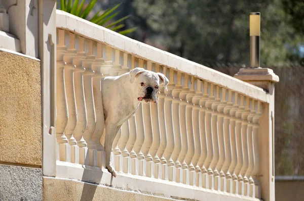 Perro boxeador mirando desde el balcón — Foto de Stock