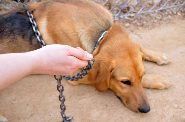 Abuso de animales en cautiverio — Foto de Stock