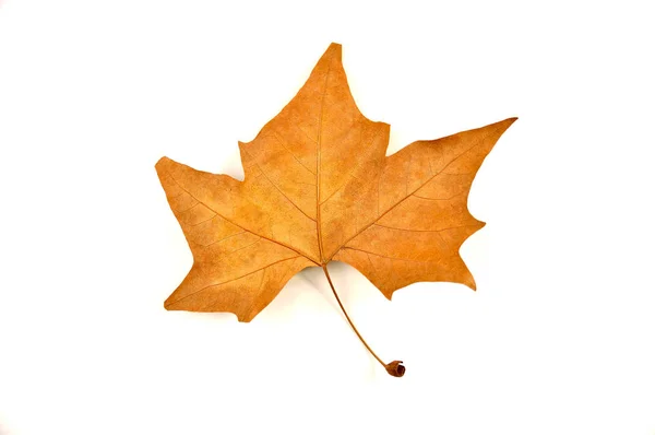 Maple leaf dried — Stock Photo, Image